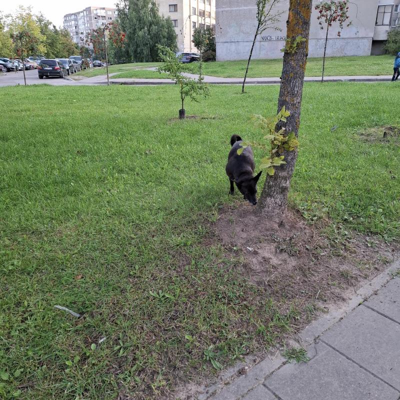 Alma uploaded   209  day/s  ago