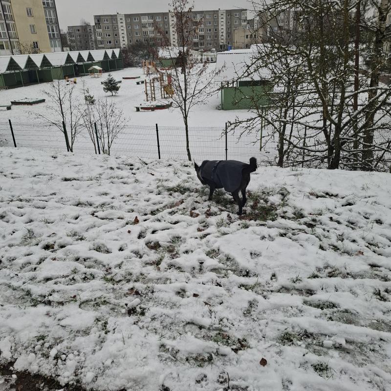 Alma uploaded   128  day/s  ago