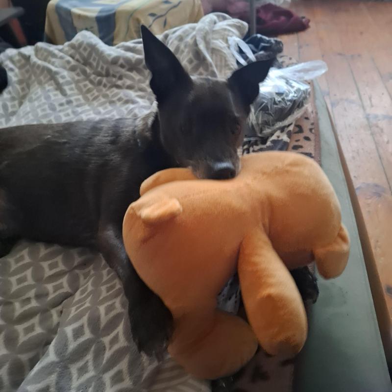 Armanis of the Alma family