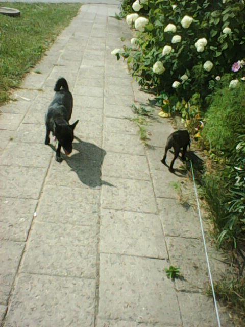 Alma uploaded   86  day/s  ago