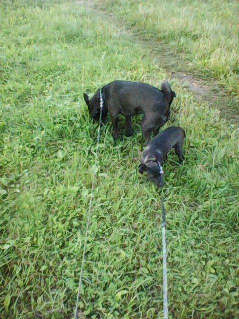 Alma uploaded   86  day/s  ago