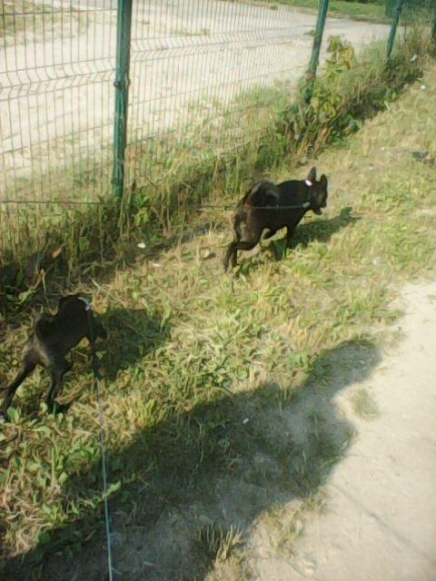 Alma uploaded   86  day/s  ago