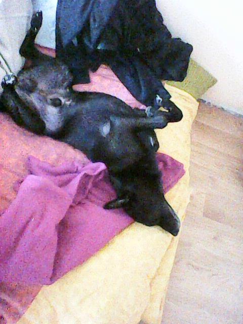 Alma uploaded   86  day/s  ago