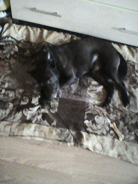 Alma uploaded   86  day/s  ago