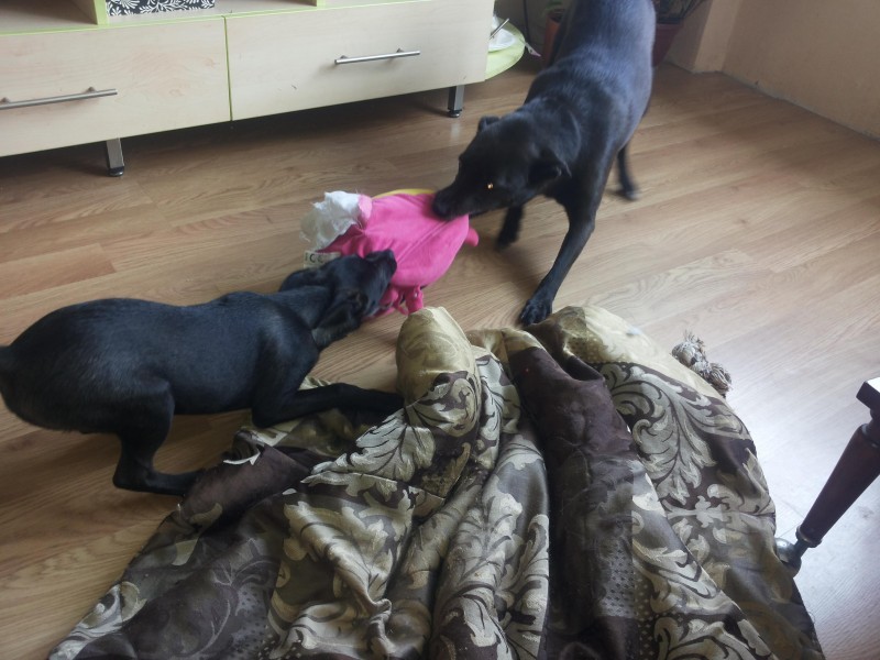 Alma uploaded   86  day/s  ago