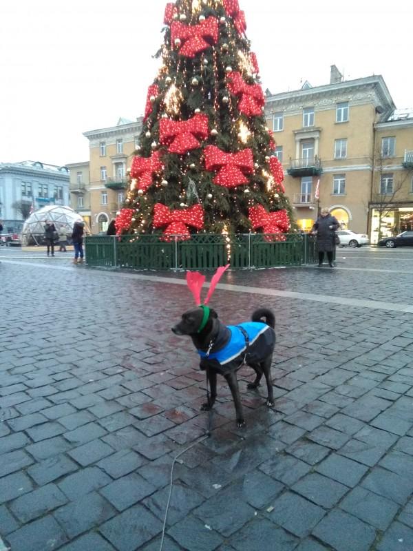 Alma uploaded   86  day/s  ago