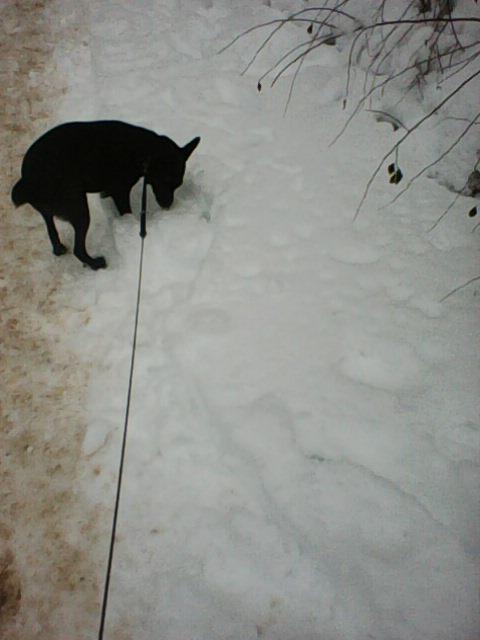 Alma uploaded   86  day/s  ago