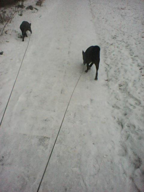 Alma uploaded   86  day/s  ago