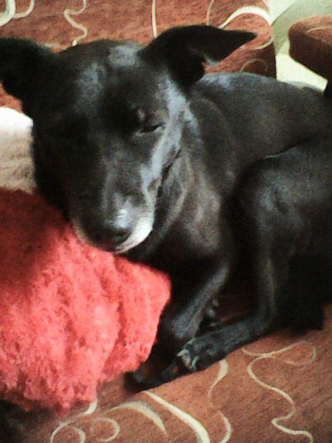 Alma uploaded   86  day/s  ago