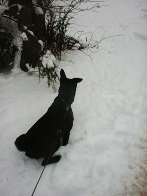 Alma uploaded   86  day/s  ago