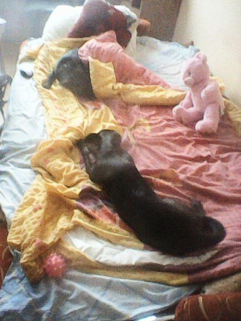 Alma uploaded   86  day/s  ago