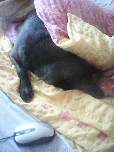 Alma uploaded   86  day/s  ago