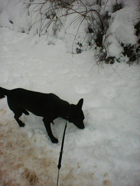 Alma uploaded   86  day/s  ago