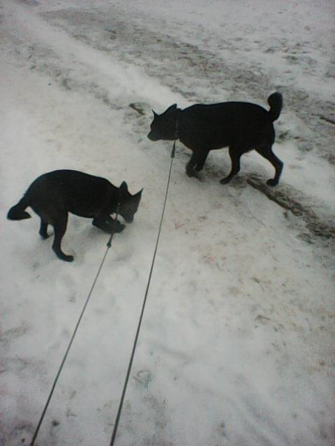 Alma uploaded   86  day/s  ago