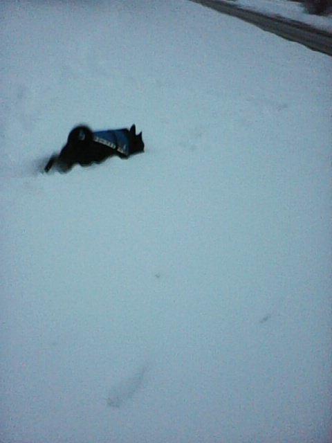 Alma uploaded   86  day/s  ago