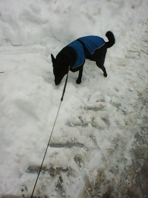 Alma uploaded   86  day/s  ago