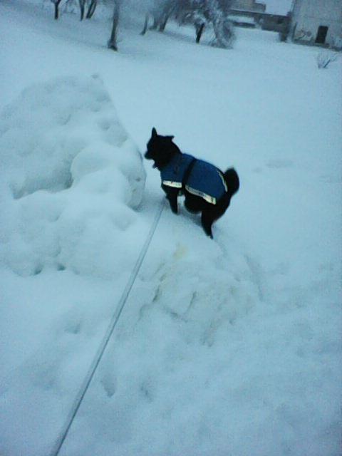 Alma uploaded   86  day/s  ago