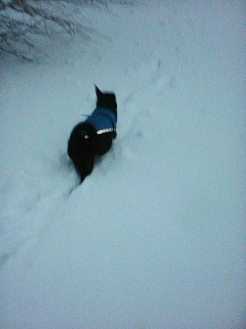 Alma uploaded   86  day/s  ago