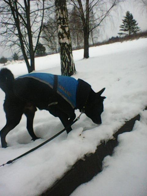 Alma uploaded   86  day/s  ago