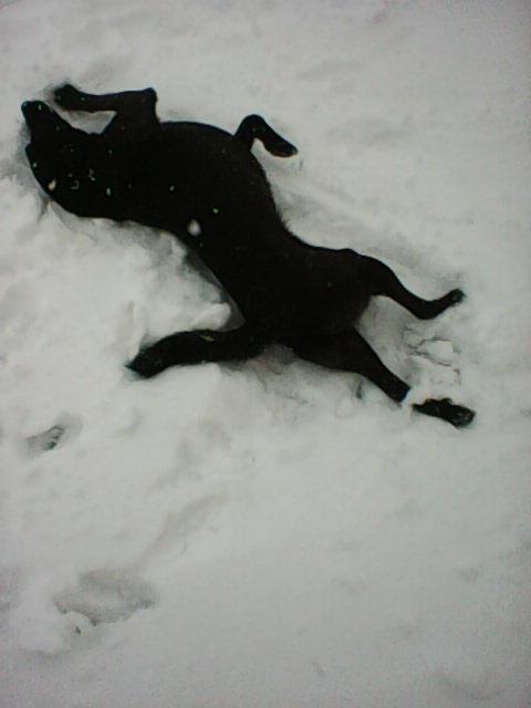 Alma uploaded   86  day/s  ago