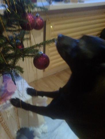 Alma uploaded   86  day/s  ago