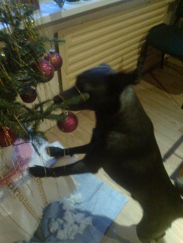 Alma uploaded   86  day/s  ago