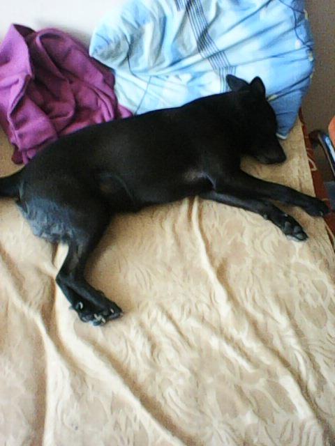 Alma uploaded   86  day/s  ago