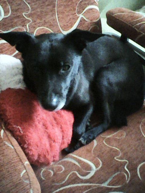 Alma uploaded   86  day/s  ago