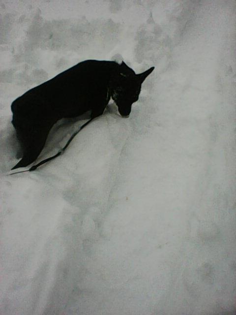 Alma uploaded   86  day/s  ago