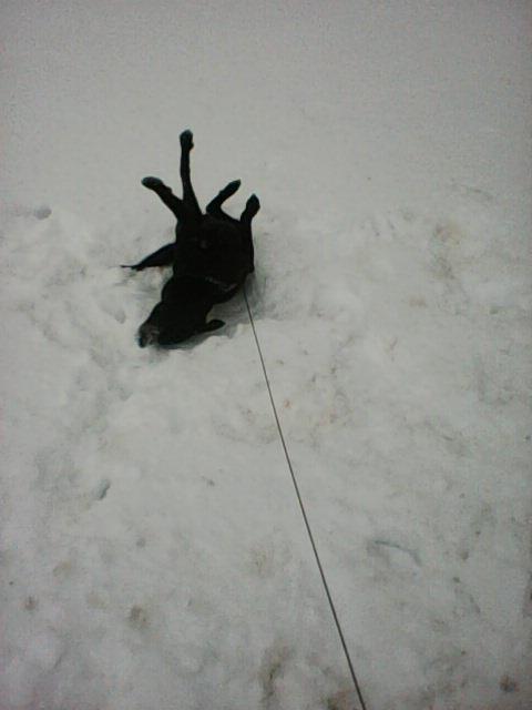 Alma uploaded   86  day/s  ago