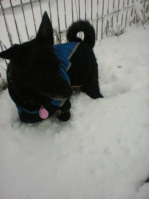 Alma uploaded   86  day/s  ago