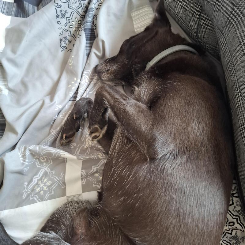 Alma uploaded   12  day/s  ago