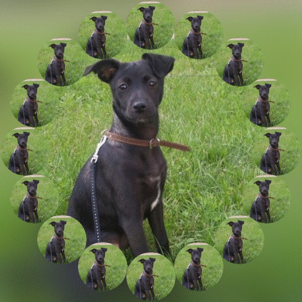 Daisy of the Alma family