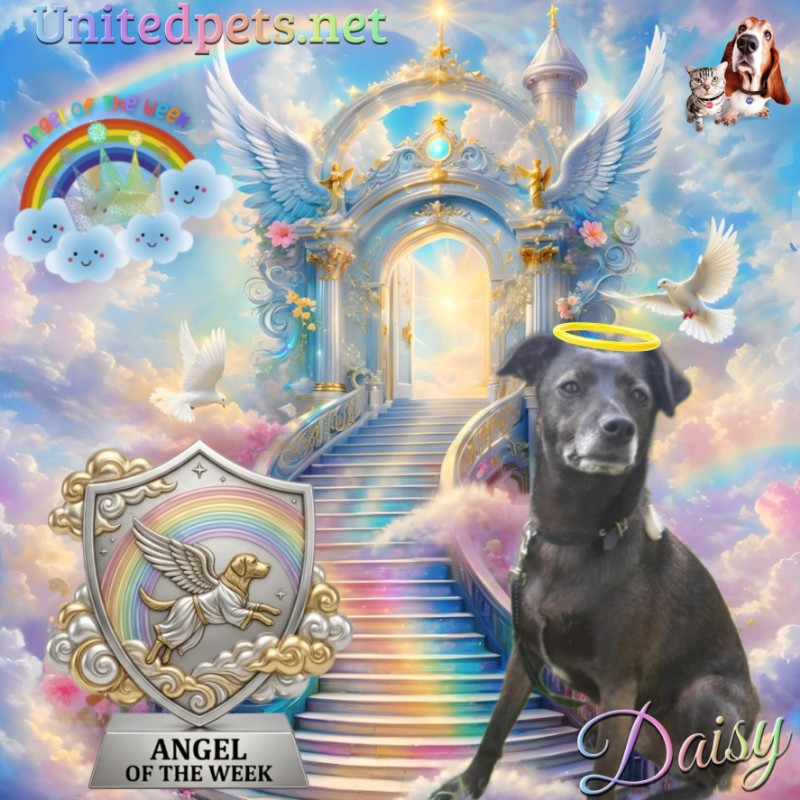 Daisy of the Alma family