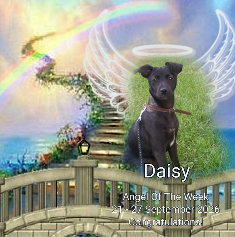 Daisy of the Alma family