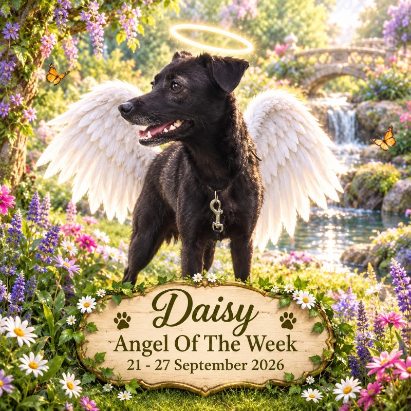 Daisy of the Alma family