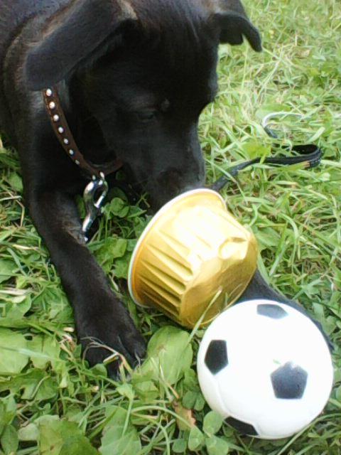 Alma uploaded   1 year/s ago