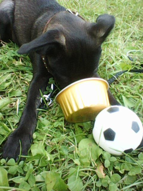 Alma uploaded   1 year/s ago