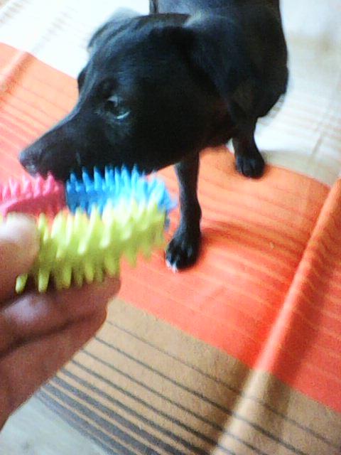 Alma uploaded   1 year/s ago