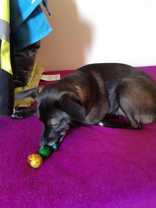 Alma uploaded   1 year/s ago