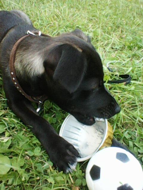 Alma uploaded   1 year/s ago