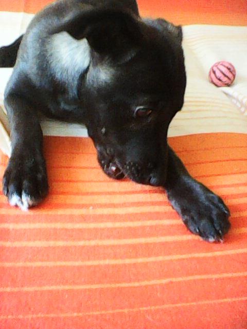 Alma uploaded   1 year/s ago