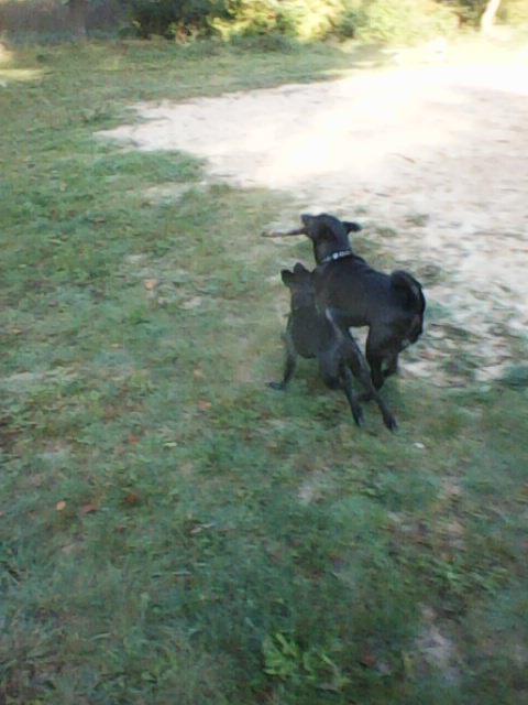 Alma uploaded   1 year/s ago