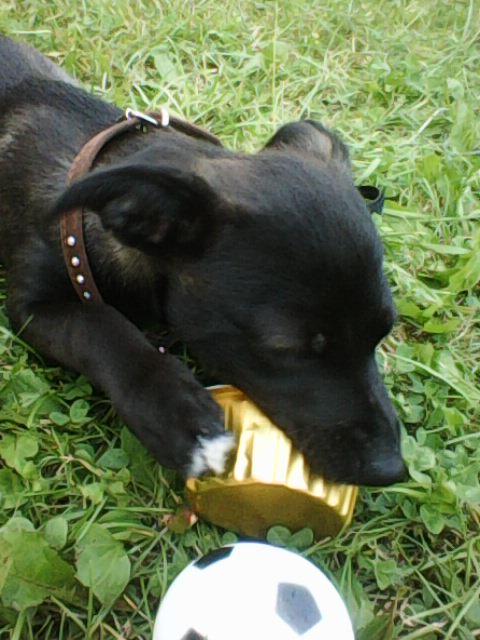 Alma uploaded   1 year/s ago