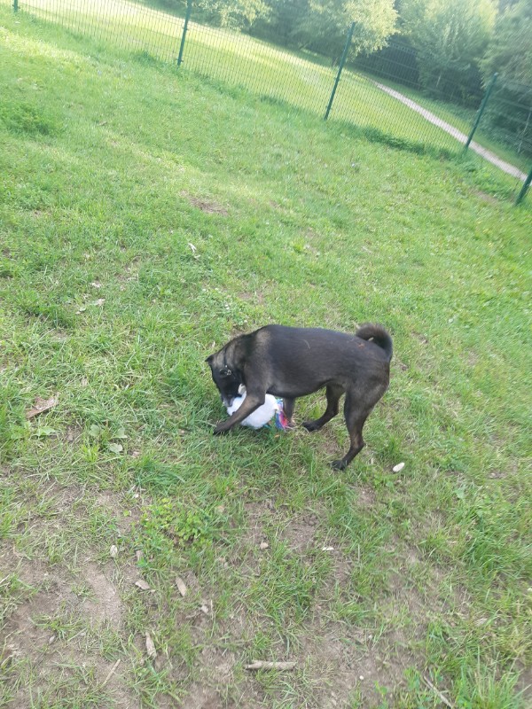 Daisy of the Alma family