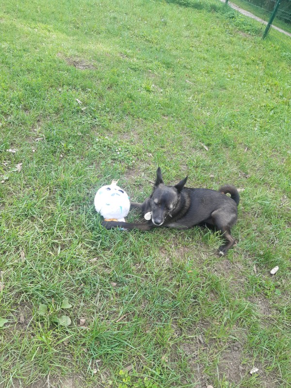 Daisy of the Alma family