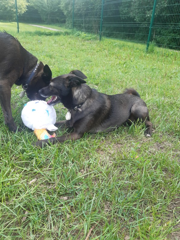 Daisy of the Alma family