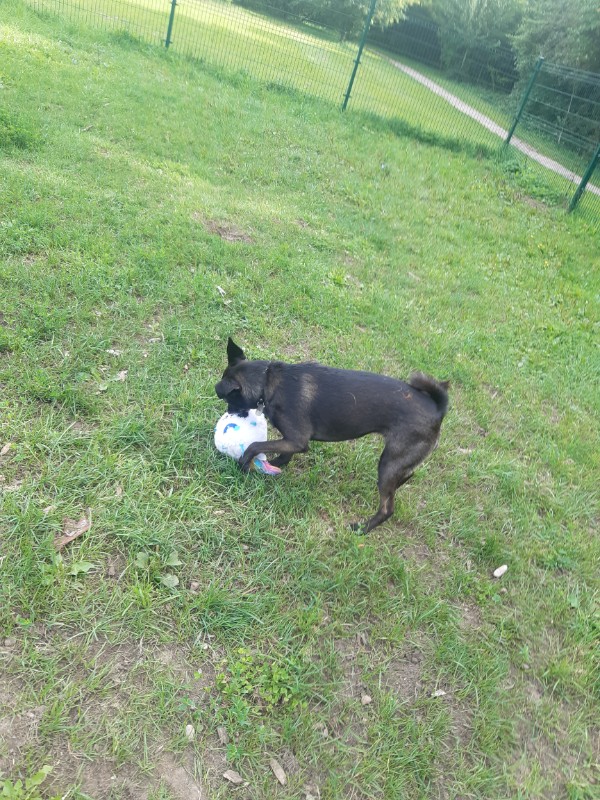 Daisy of the Alma family