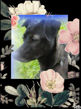 Daisy of the Alma family