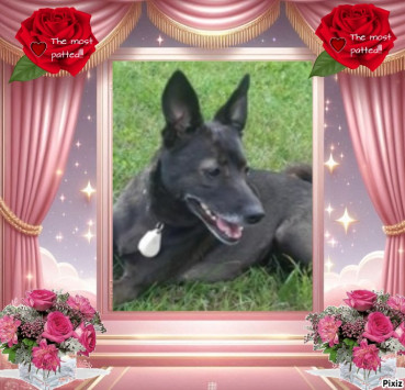 Daisy of the Alma family